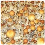 Псилоцибиновые (галлюциногенные)  грибы Psilocybin "Golden Teacher" в Фурманове