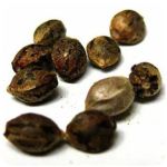 Семена марихуаны АК-47  (Seeds AK-47) в Фурманове